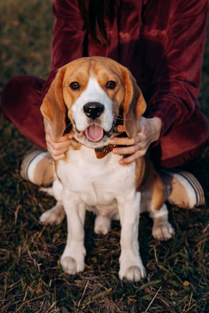 5 Reasons to Choose Kids for Dog Sitting Cute beagle sitting happily on grass with owner holding him. Perfect for pet lovers.