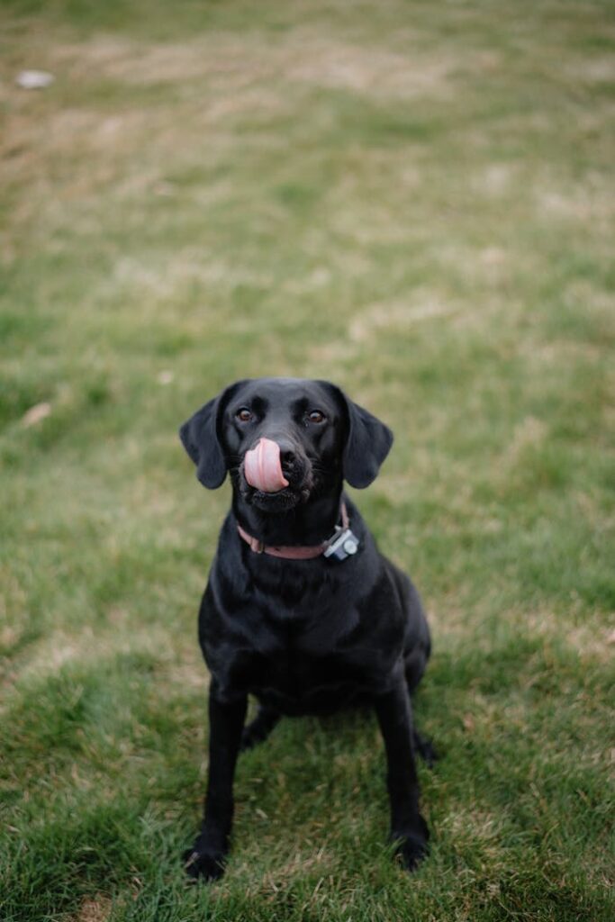 Flexible Dog Sitting Services for Busy Owners Cute Black Labrador Retriever licking its nose in a grassy field.