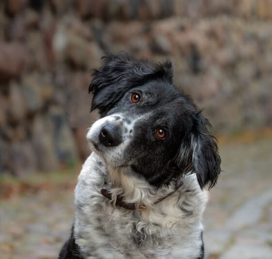 A friendly black and white dog sits on a cobblestone path looking curious and attentive.