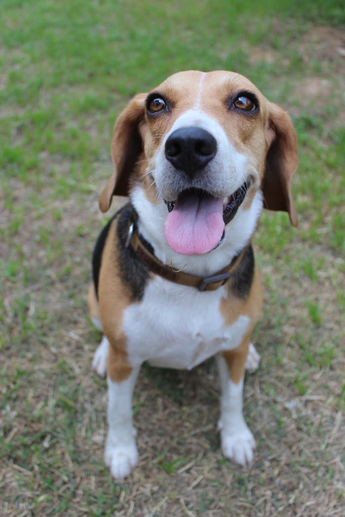 A cute Beagle with its tongue out sitting on grass, showcasing a joyful expression.