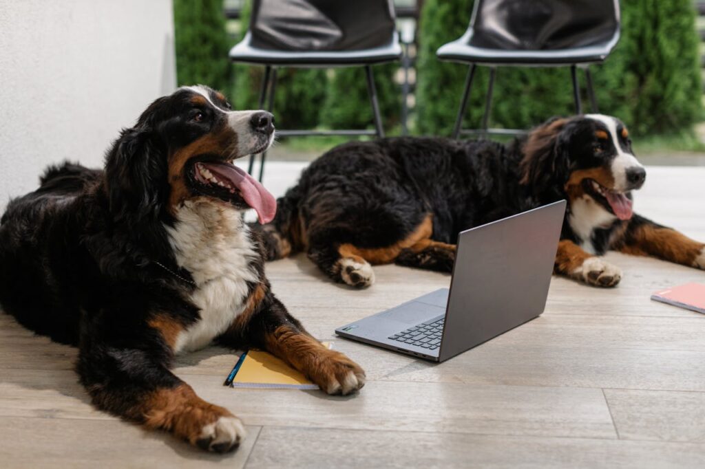How Dog Care With Max Keeps Pets Happy Two Bernese Mountain Dogs lying next to a laptop with playful expressions. Outdoor setting.